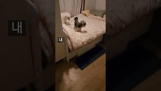 누나 방에 초콜릿(?) 선물한 강아지 🫠