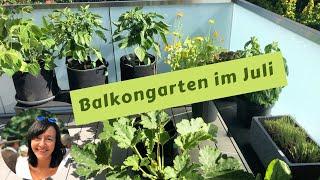 Balkongarten Juli - Buschbohnen ernten, Physalis im Kübel, Mini Aubergine reif, Mehltau bekämpfen