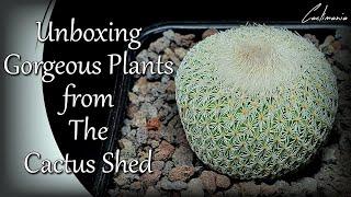 Unboxing Gorgeous Plants from The Cactus Shed | Cactus & Succulent Collection