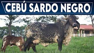  Cebú SARDO NEGRO  Raza 100% Mexicana //  Crea tu Negocio Ganadero