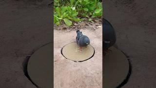 Innovation Easy Bird Trap Technique #youtubeshorts