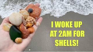 I drove 6 hours for shells. Florida West Coast gal goes across state to look for seashells.