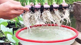 Tips for quick rooting onions by soaking in water