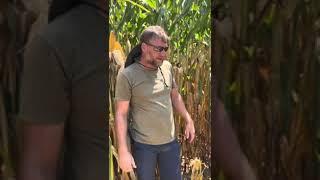 @nationalcorngrowers Plot Amazes Josh Watson and Billy Carter | Harvest