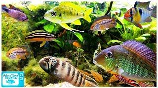 15 Great Cichlids for Planted Aquariums!