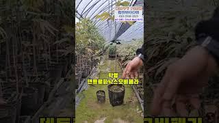 #만병통치나무 황칠나무 묘목 분양