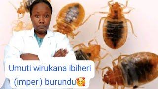 biroroshye!! kwirukana imperi cg ibiheri munzu yaweee!! Bikore vuba! 