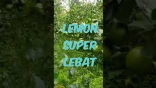 #berkah hijarh tani#lemon California#garut