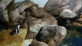 PENGUIN BABIES AT WILDLIFE WORLD ZOO!