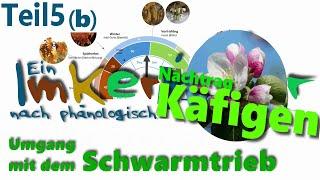 Imkerjahr(5b) Vollfrühling(2/2) -Schwarmtriebmanagement KÄFIGEN-Nachtrag