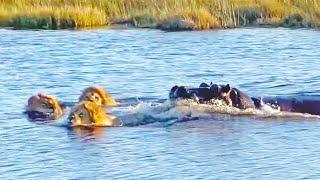 HIPPO ATTACKS 3 LIONS CROSSING THE RIVER