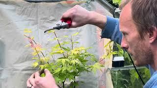 Working on my Japanese Maple ‘Orange Dream’ Pre-Bonsai