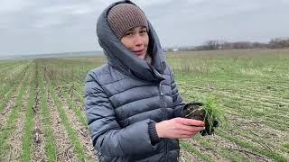 Видео экскурсия по полю с  технологией ноутилл. Экскурсовод Э.Романьков (мужик с лопатой)