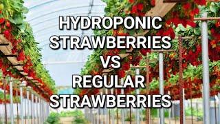 HYDROPONIC STRAWBERRIES!