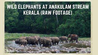 Raw Footage: Anakulam’s Wild Elephants - A Jungle Stream Gathering