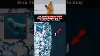Can Swim For 9 Days  | #facts #information #shorts