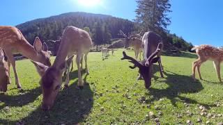 Bambi - Sikawild 360° Fütterung