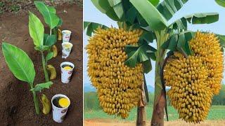 Unique Skill:- Banana Grafting | How to grow banana tree using egg and aloe vera