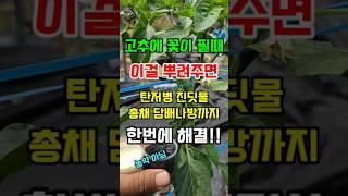 고추꽃이 필때 이것 뿌려주면 고추탄저병 진딧물 나방까지 한방에 해결 #고추병해충 #고추농사