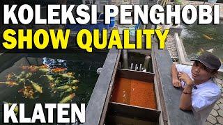 BANYAK KOLEKSI IKAN KOI TATEGOI SAMPAI SHOW QUALITY DI KLATEN | KANJENG JAWIR