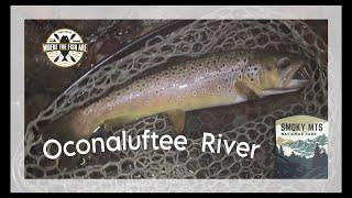 Oconaluftee River Trout Fishing - Great Smoky Mountain National Park |#flyfishing #gsmnp #fishing