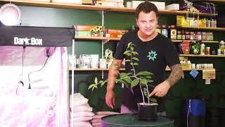 Treino de Plantas LST: Por que e como fazê-lo? Cultivo Indoor Green Power Grow