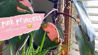 How to install a moss pole for Pink Princess Philodendron water cuttings 