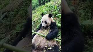 See if it can bite open #lovely #panda #cute - Pandagram