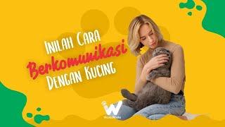 Cara Mudah Berkomunikasi Dengan Kucing Ala Animal Communicator