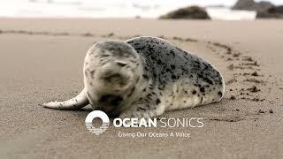 Ocean Sonics – Giving Our Oceans a Voice