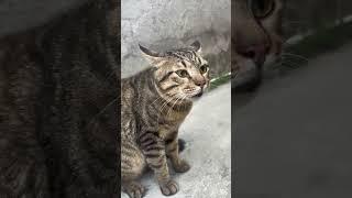 S M Billion #cat #cats #catsoftiktok #virel #fyp #catsoftiktok #catslovers #cats #cat #catsvideo