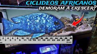 QUANTO TEMPO UM CICLÍDEO AFRICANO DEMORA A CRESCER?