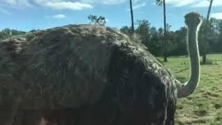 Ostrich pecking funny