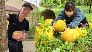 Ly harvest grapefruit garden to sell, danger from strangers | Daily Life