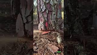 The Lumberjack’s Skill:Strength and Technique in Action#lumberjack #forest #wood #forestry #tree