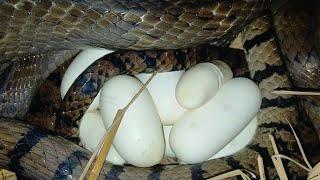 The big snake is laying eggs | Sreyloeng Home Trap