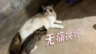 我家小猫的松弛感，值得学习