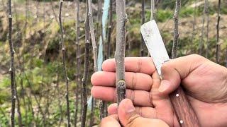 Notching  in Apple plant #grafting  #apple