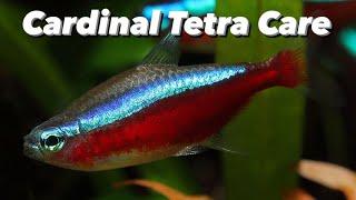 Cardinal Tetra Care Guide - Better Than The Neon Tetra? Feeding, Tank Set Up and Tank Mates