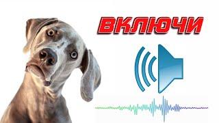 ️Щенок скулит Собака ищет Звуки для вашего питомца | Puppy whines Dog looks for sounds for your pet