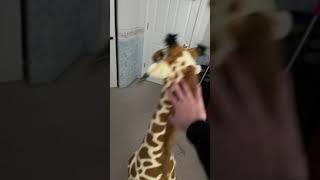 I push over my giraffe