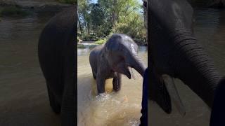 Elephant Gets a Bath #elephant #thailand #nature