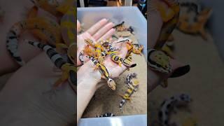 Мы тут сокровища собрали в один сундук  #питомцы #животные #reptiles #вмиреживотных