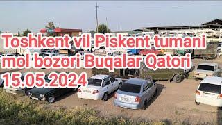 Toshkent vil Piskent tumani chorva mol bozori Buqalar Qatori 15.05.2024