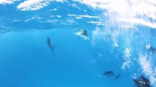 Bait Balling Sailfish