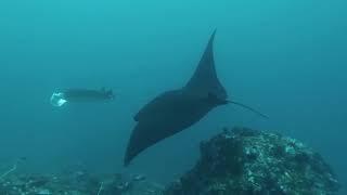 Mantas à mantas point