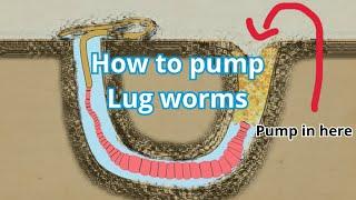 HOW TO PUMP LUGWORM IN 2 MINUTES | SEA FISHING 2023 #howtouseabaitpump #bait #lugworm #baitpump