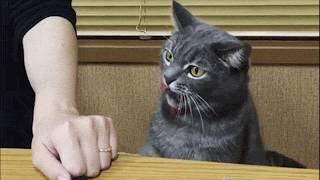 Duties of the cat in the house. The best video about cats