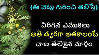 thumma chettu upayogalu|thumma banka kaya | arabic tree in telugu | nalla thumma benefits uses