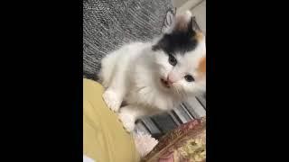 #foryou #cat #catlover #gatoloco #shorts #catsofyoutube ##apt #catshorts #catmemes #suscribe